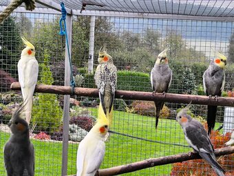 Predám korely výstavný typ - 2