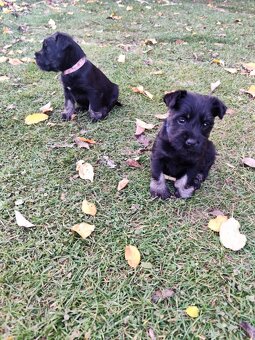 Šteniatka-bradáč malý - 2