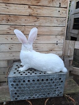 Predaj Belgických obrov - 2