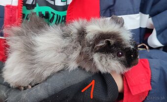 Morské prasiatka - 2