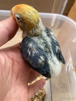 Rucne dokrmovane agapornisy fischer opalin tyrkys - 2