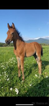 Princezná na predaj - 2