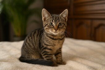 Darujem mačiatka - 2