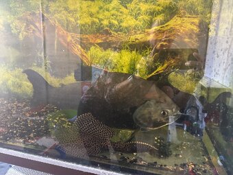 Pirana bylinozrava - 2