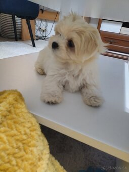 Maltezák mini fenka - 2