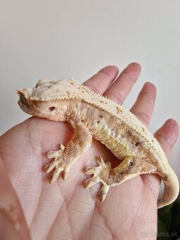 Rhacodactylus cilliatus - 2