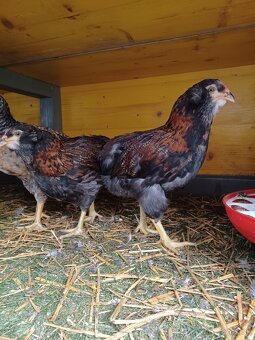 Araucana - 2