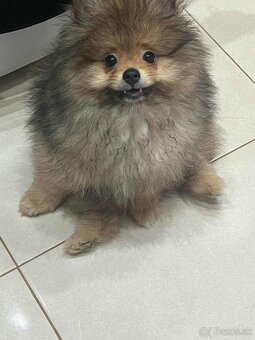 Pomeranian - 2