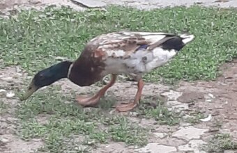 Káčer (indický bežec) - predaj alebo výmena - 2