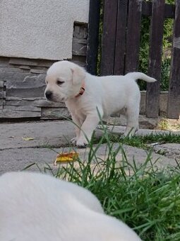 Šteniatka Labradora - 2
