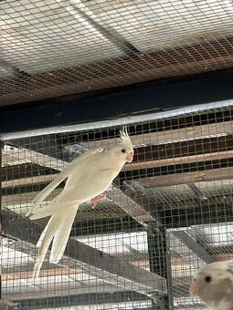 Albino korela - 2