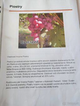 Predám sadenice viniča - 2