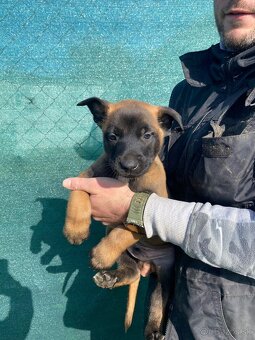 Belgický ovčiak malinois - 2