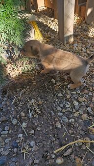 DARUJEME ŠTENIATKA - 2