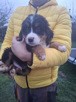 Bernský salašnícky pes- Šteniatka - 2