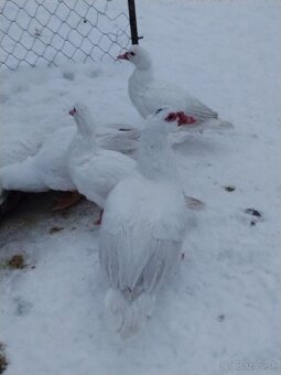 Čínsky Káčer - 2