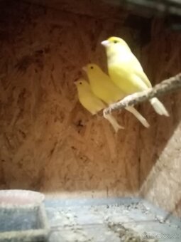 Kanariky na chov - 2