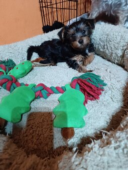 Yorkshirsky teriér - 2