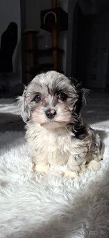 Maltipo.Maltipoo - 2