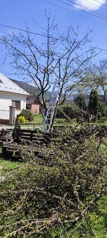 Strihanie, rez ovocných stromov, revitalizácia, závlahy - 2