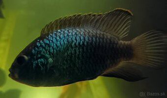 Akara electric blue - 2