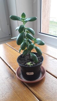 Crassula Ovata - tučnolist, Strom peňazí - 8 Eur (č. 8) - 2