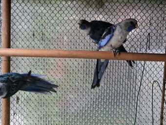 Predám Rozela penant modra. - 2