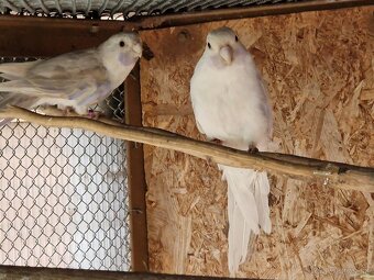 Predám Penant modrý,Penanty biele. - 2