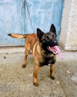 Belgický ovčiak - 2