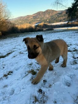 Belgický ovčiak Malinois cross - 2