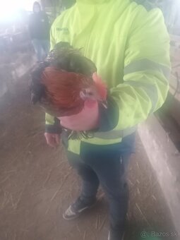 Miflerky liliputky - 2