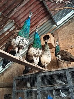 Predám pávy korunkaté - 2