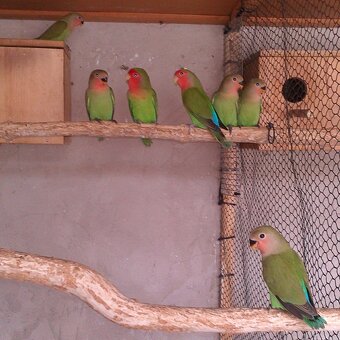 Agapornis Ruzovohrdly - mladé 2025 - 2