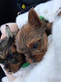 Yorkshirsky terier mini - 2