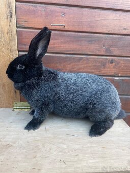Predám nepribuzny pár kralikov - 2