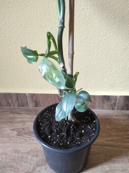 Philodendron hastatum - 2