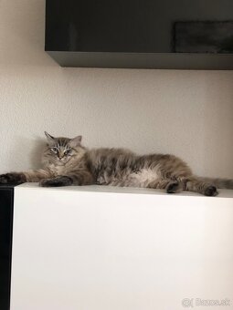 Kocúrik Ragdoll na krytie - 2