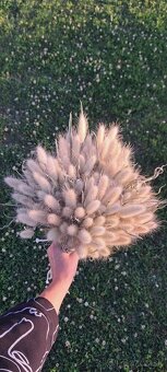 Sušený zajačí chvost - Bunny tail grass - 2