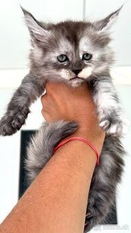 Mainska myvalia Maine Coon Gaya - 2