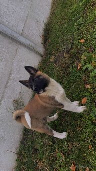 Americká Akita - 2