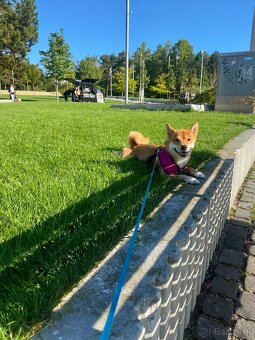 Shiba inu - 2