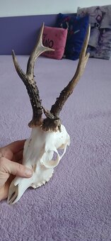 Trofeje raritnych srncov - 2