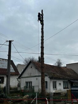 Pílenie stromov - 2