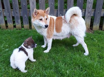 Shiba inu s PP - 2