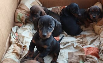 jazvečík krátkosrstý - 2