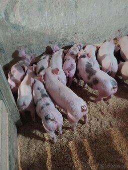 Odstavčata 20-25kg - 2