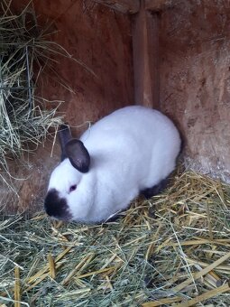 Kalifornsky kralik - 2