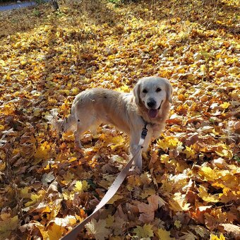 Krytie- Zlatý retriever - 2