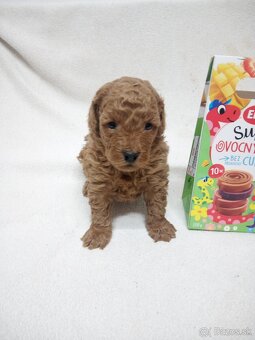 Pudel trpasličí - 2