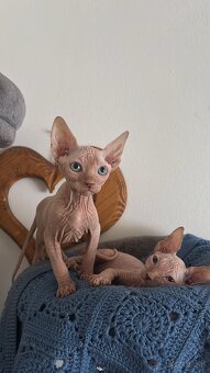 Sphynx - 2
